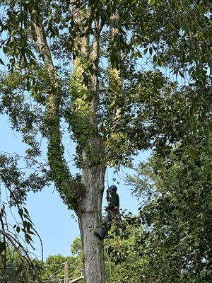 ATL Arborist Services