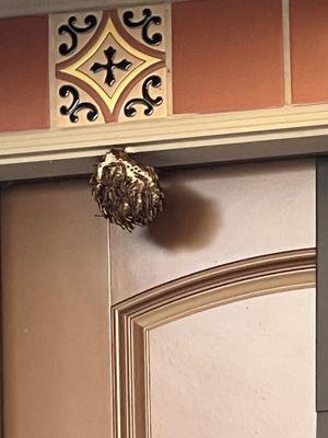 Wheeler's pest Control