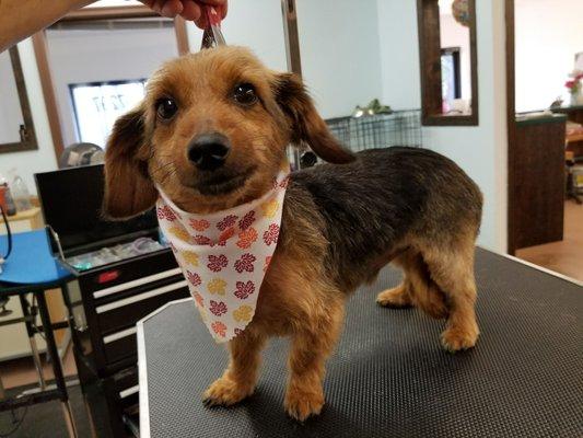 Little Suzie's Pet Parlour