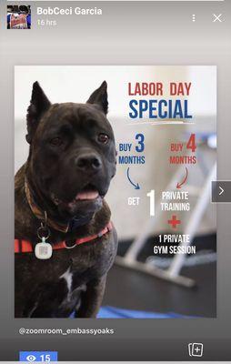 Zoom Room Dog Training