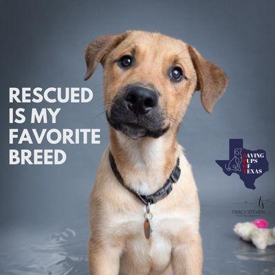 Saving Pups Of Texas