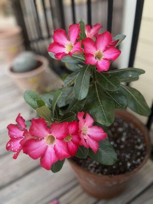 A beautiful Desert Rose!