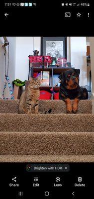 Longhorn Dog Training