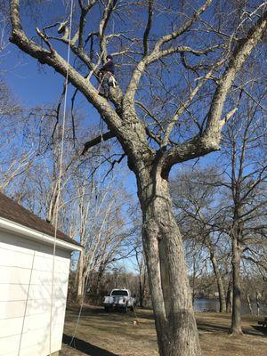 Highline Tree Service