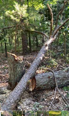 An Angel’s Tree Service
