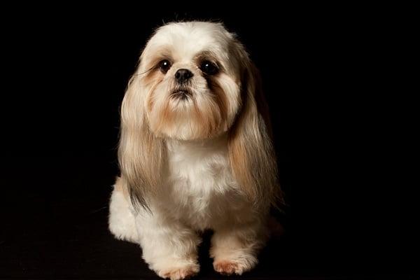 Little Tykes Dog Grooming