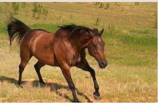 HorseHome - Horse Center