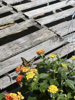 Timmy’s Roadside Gardens