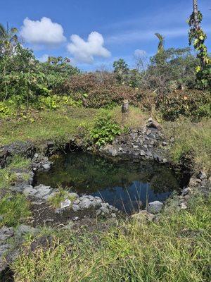 The hot pond that used to have some shade from palms that have since been cut.