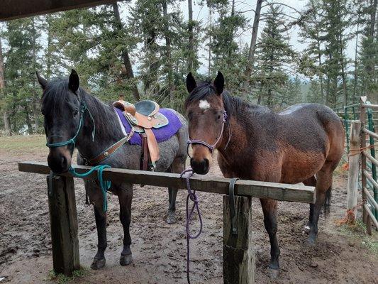 Gray's Breaking Horse Trainer