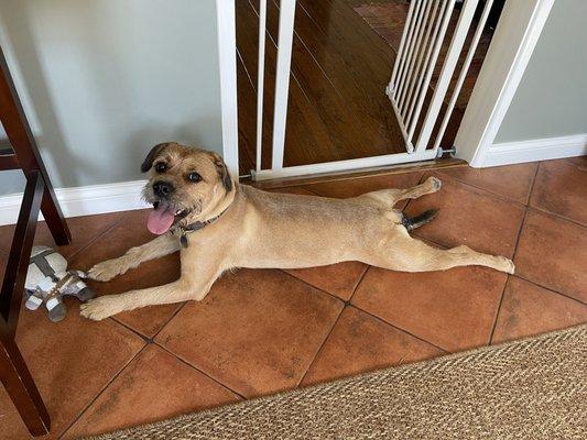A happy and calm pup after a grooming day.