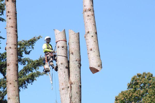 A's Tree Service