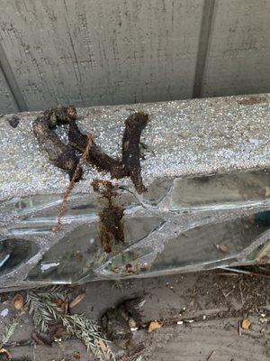 The Redwoods Apartments