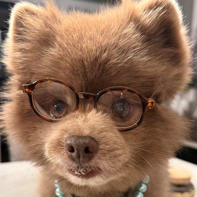 Roslyn Village Veterinarian