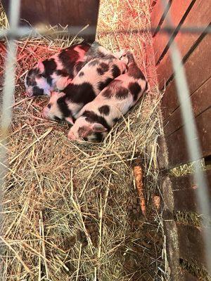 Washougal River Christmas Trees