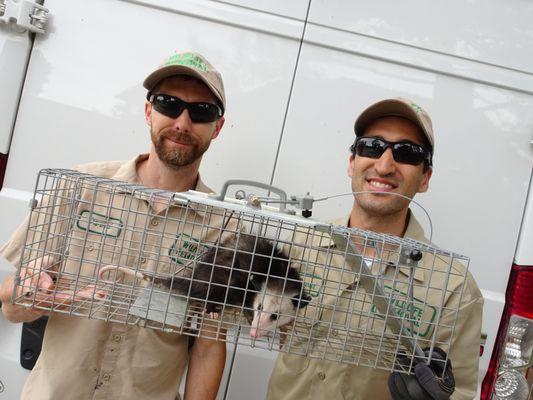 Pest Animal Removal Shreveport