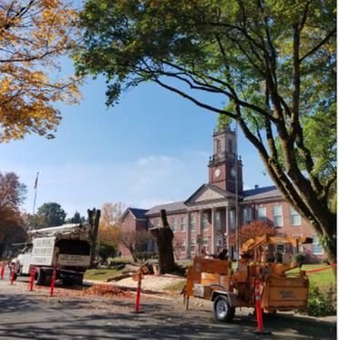 All Phase Tree Service Inc.