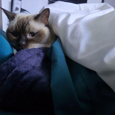 Boren Veterinary Medical Teaching Hospital