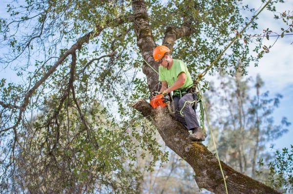 Frederic's Landscape & Tree Service