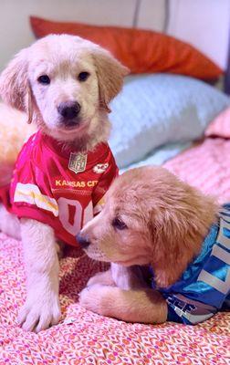 Max and Warhead two light golden boys