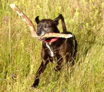 Koko at Daily Dog Romps with Tami Osmer (www.dogromps.com)