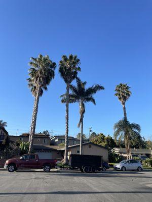 Edmar Tree Service & Landscaping