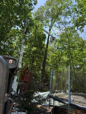 Prime Green Landscaping & Tree Service