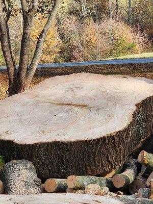 East Coast Tree Experts LLC