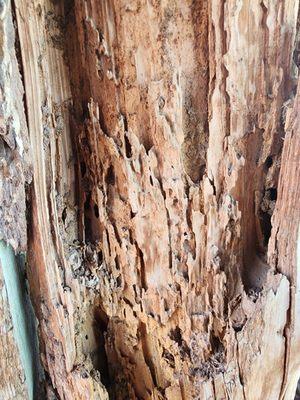 Black Bear Inspections