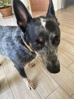 Fur Buddies Training and Pet Services