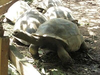 Sometimes you have to stick your neck out!