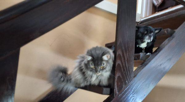 Medford Animal Hospital