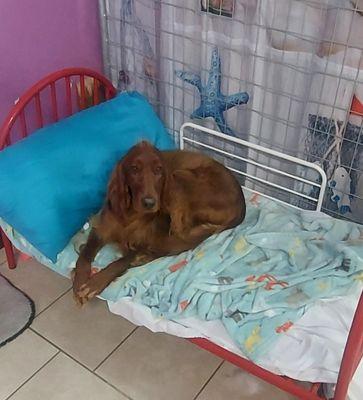 Hound's Tooth and Cat's Meow