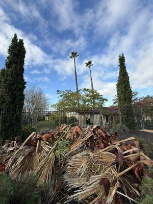 Professional Tree Surgeons