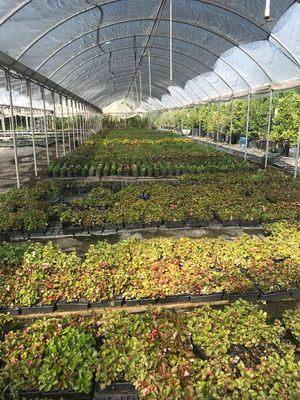 Great Western Growers