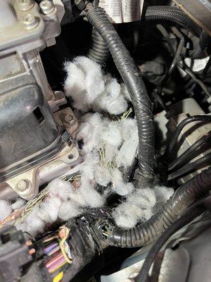 rodent problem in engine