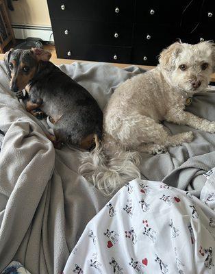 Jen's Pet Care Services