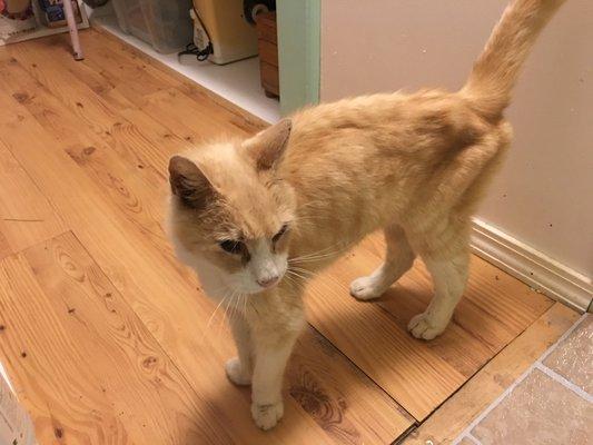 This is the result of the vets "mislabeling".