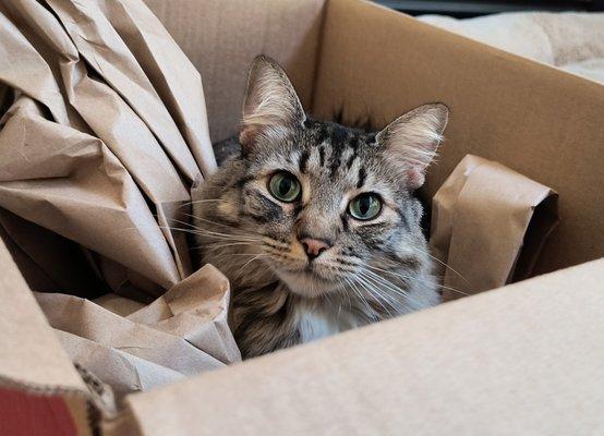 Fetch! Pet Care - Raleigh