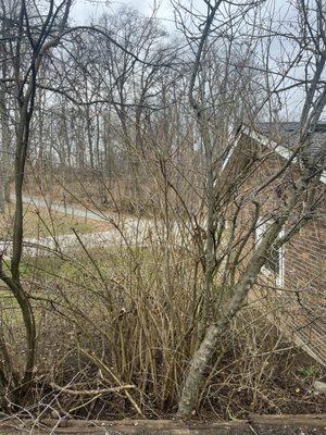 Cody’s mowing and landscaping