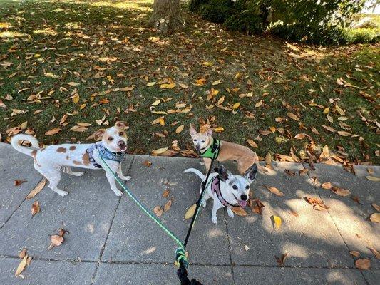 They love their walks, such a great team !!