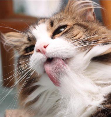 Alleycat's Pet Spa LLC