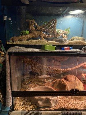 African house snake (Einstein) Spider ball pythons (Marly)