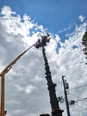 Appalachian Arbor LLC