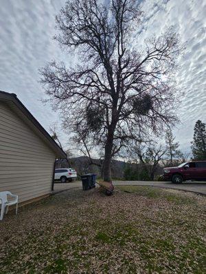 Trujillo's Tree Service