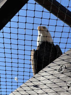 American Eagle Foundation