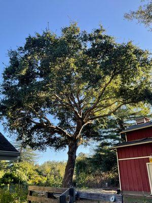 Full prune on large live oak