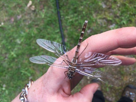 Kristi Buchanan Healing Arts