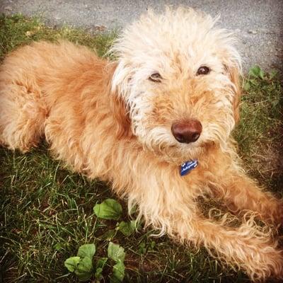 Packman Dog Training & Better Behavior