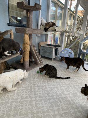 Pet Pride Cat Shelter